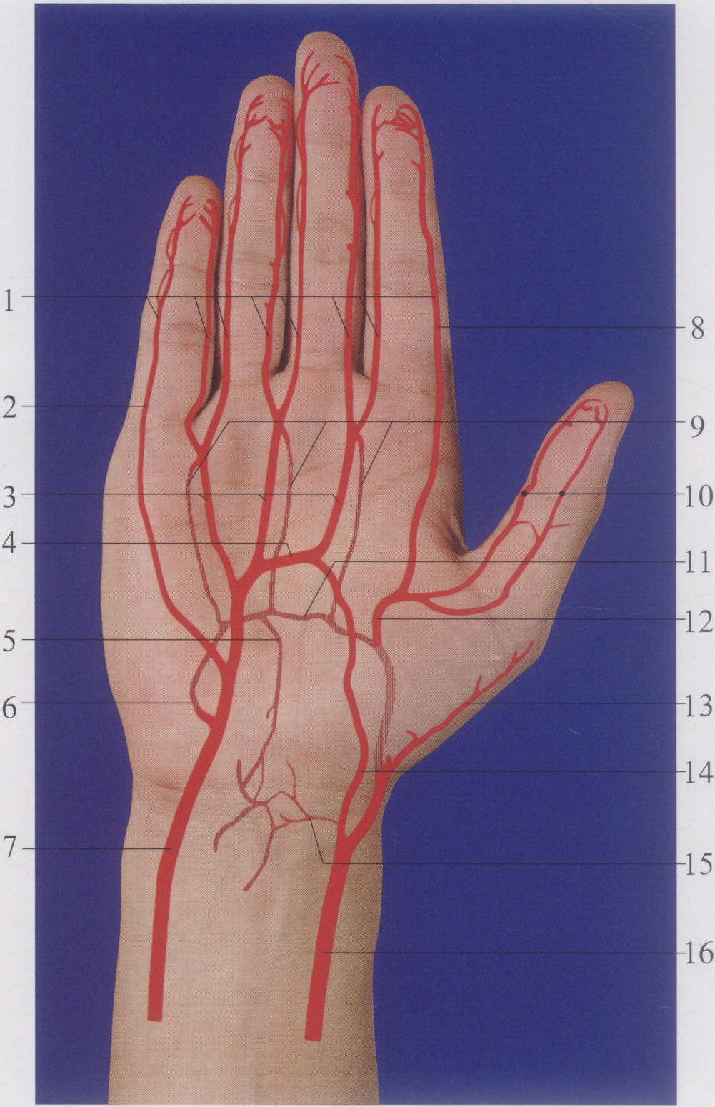 手腕血管图片解析图片
